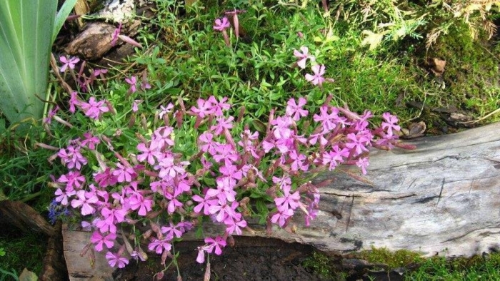 Смолевка шафта