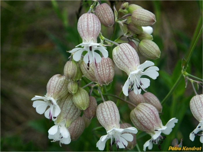 Смолёвка хлопушка обыкновенная