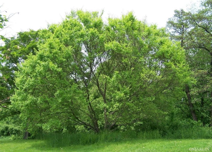 Вяз мелколистный ulmus parvifolia