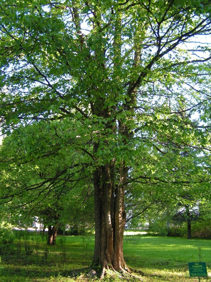 Вяз ильм карагач