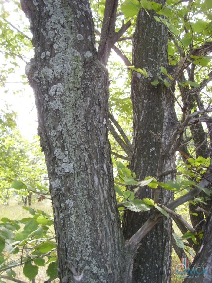 Вяз ильм карагач берест