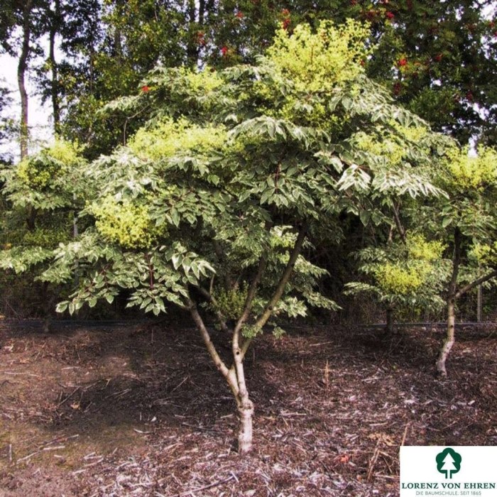 Аралия дальневосточная дерево