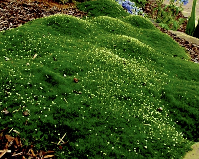 Мшанка шиловидная грин мосс