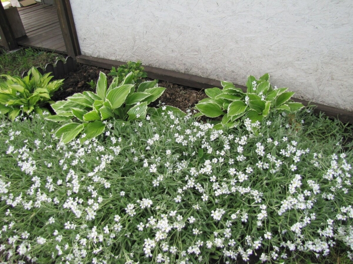 Ясколка биберштейна рассада