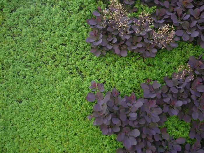 Почвопокровные многолетники очиток