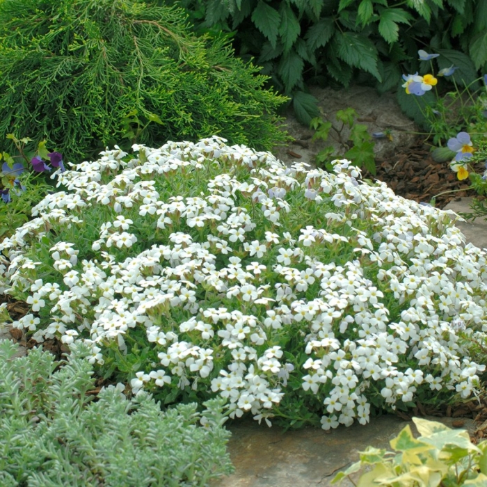 Арабис резуха кавказская