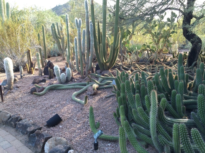 Аризона кактусы
