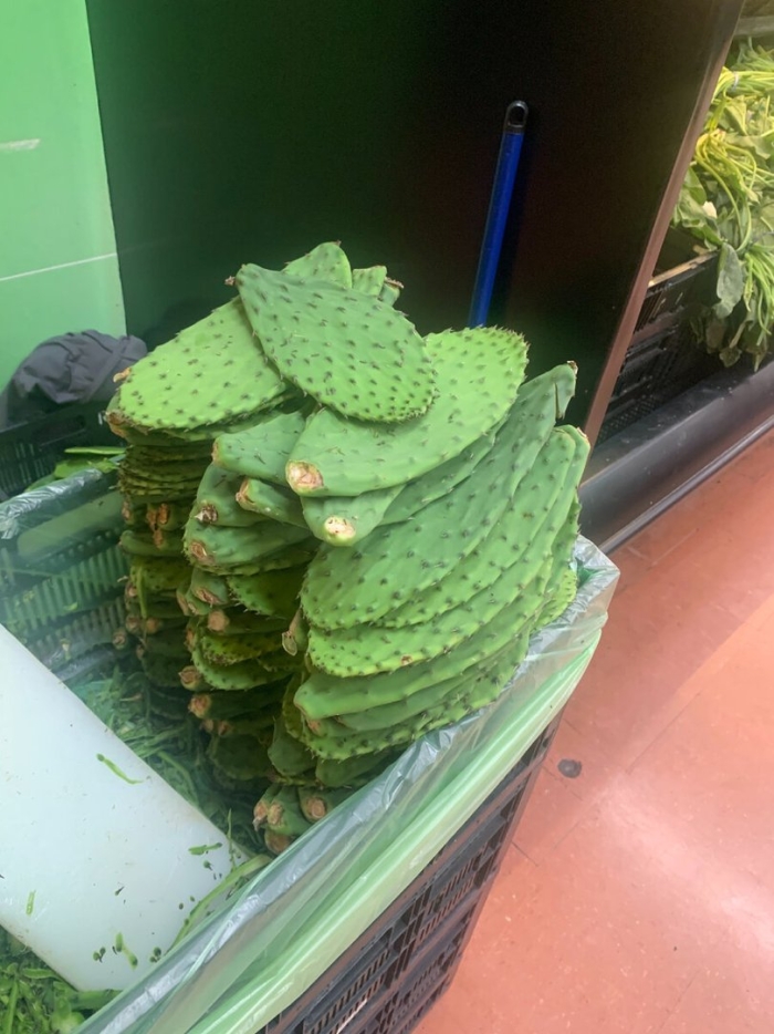 Кактус опунция