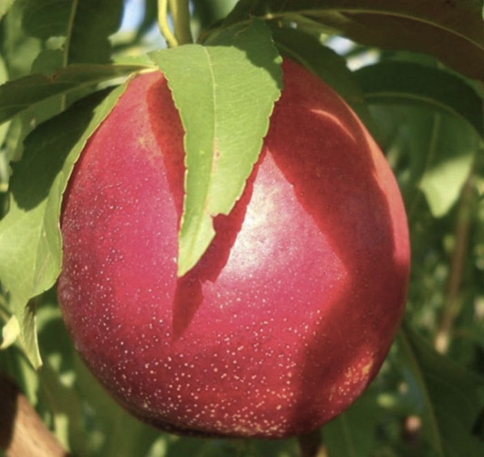 Персик фантазия нектарин (колоновидный)