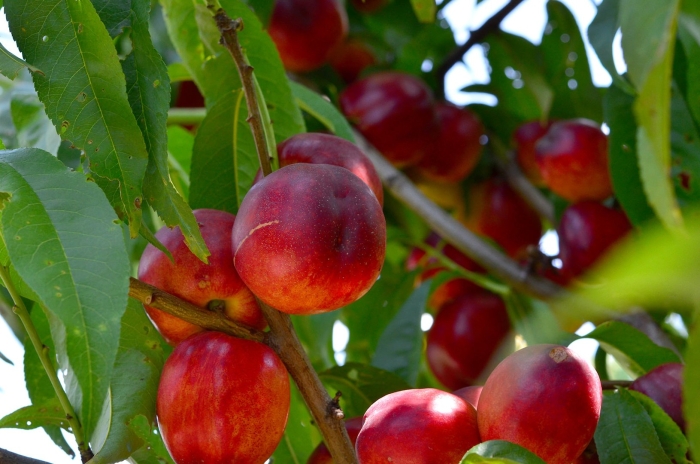 Нектарин сорт лола