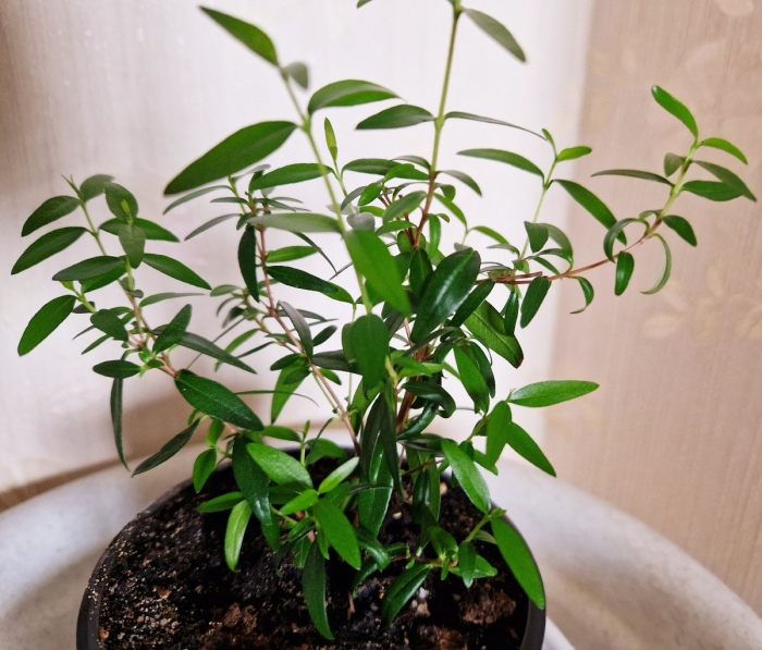 Комнатное растение мирт