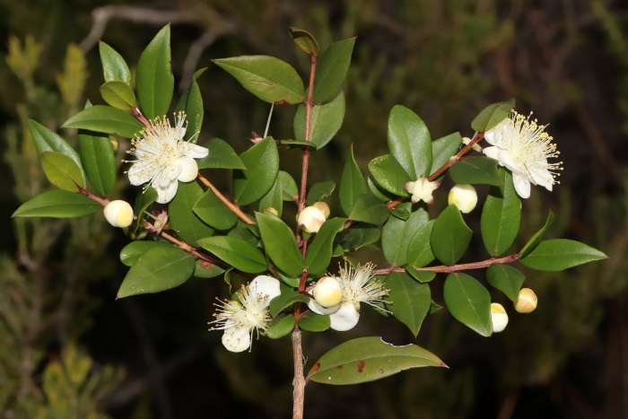 Myrtus communis