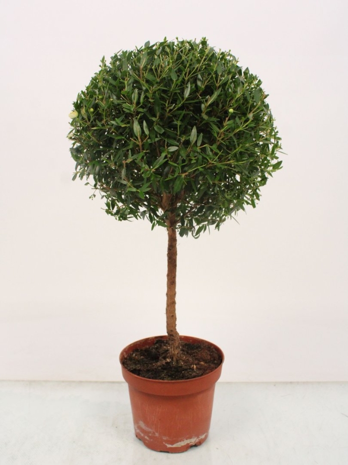 Мирт myrtus communis