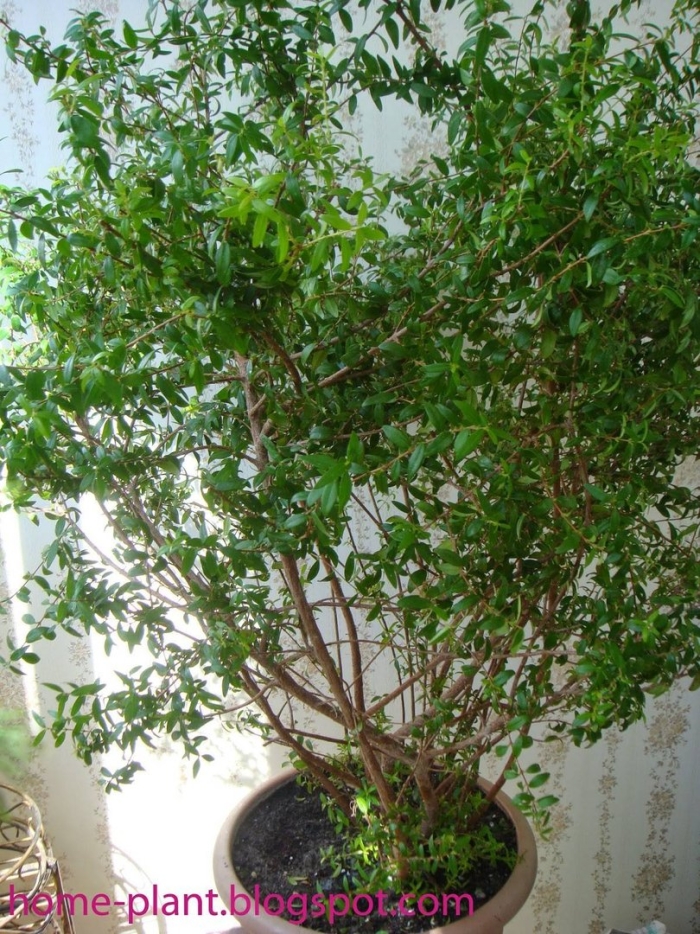 Мирт дерево