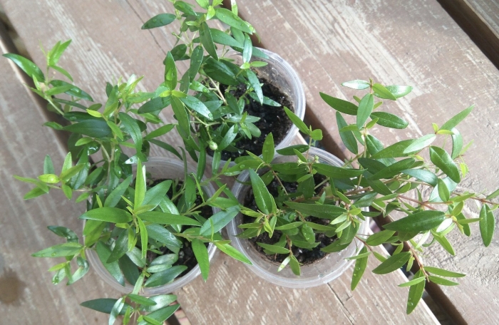 Цветок мирт