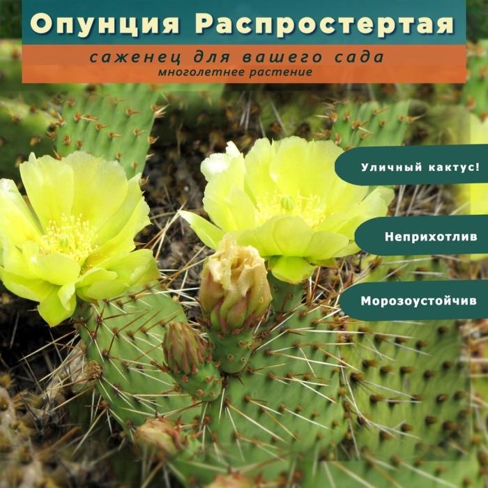 Кактус опунция