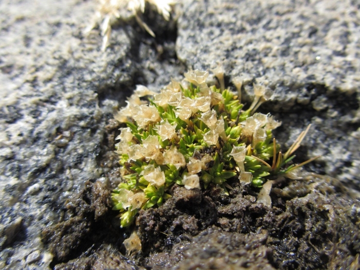 Колобантус кито