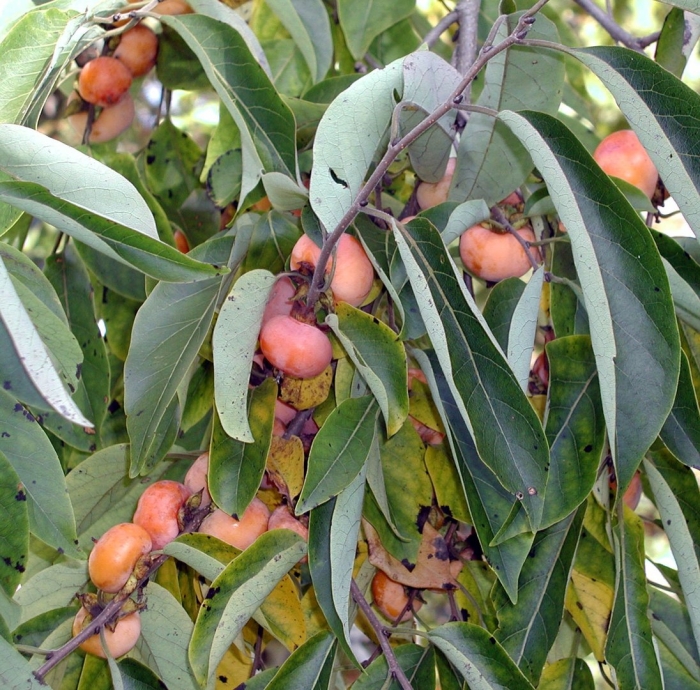 Хурма diospyros