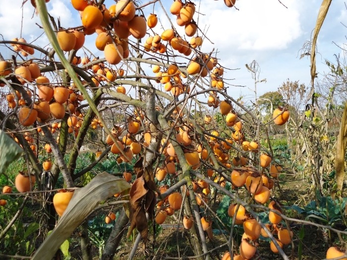 Хурма виргинская крупноплодная