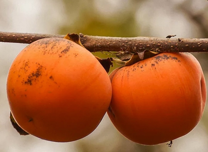 Хурма хиакуме королёк