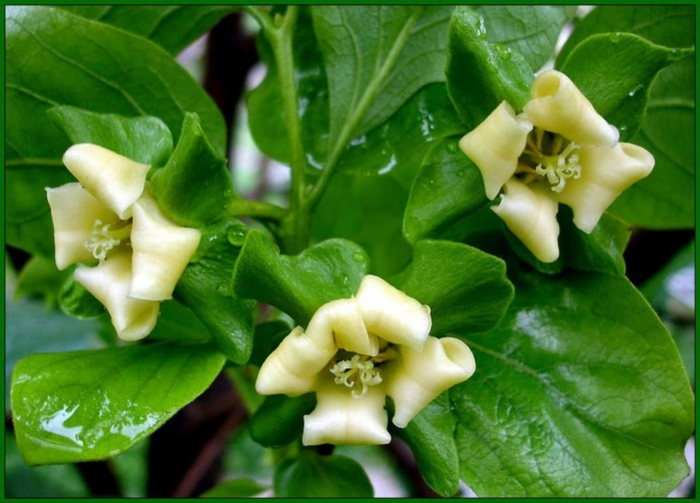 Хурма цветет