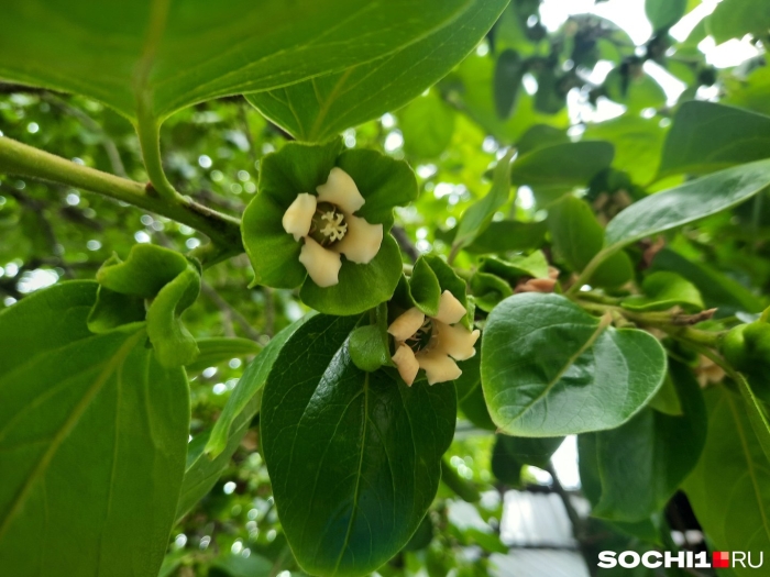 Сочи цветет хурма
