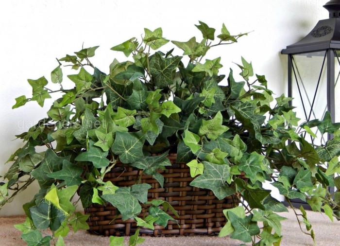 Плющ хедера комнатный