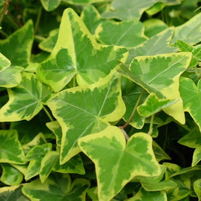 Плющ hedera goldchild