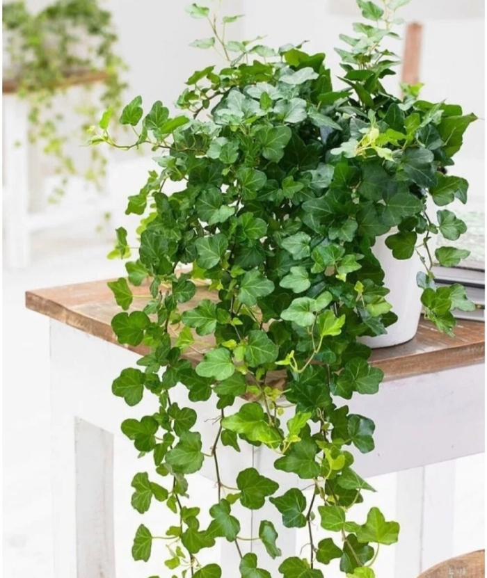 Хедера хеликс вандер