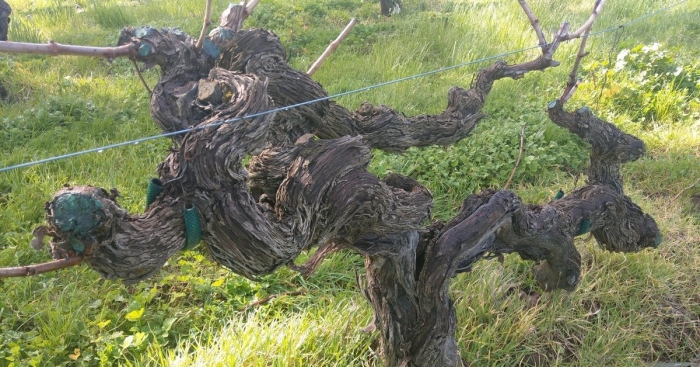 Столетняя лоза винограда