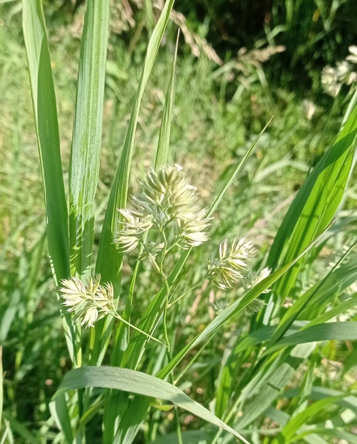 Ежа сборная dactylis glomerata l.
