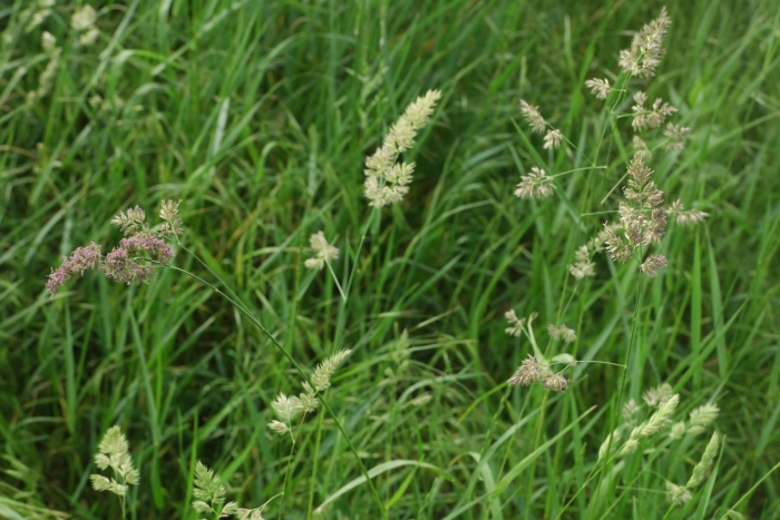 Ежа сборная dactylis glomerata l.