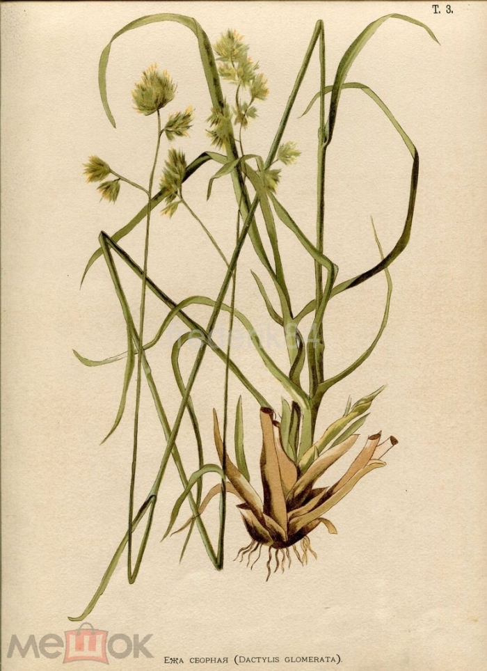 Ежа обыкновенная