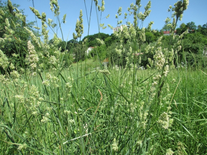 Ежа сборная трава