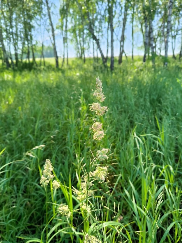 Луговые злаки