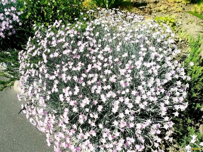 Гвоздика песчаная морская пена