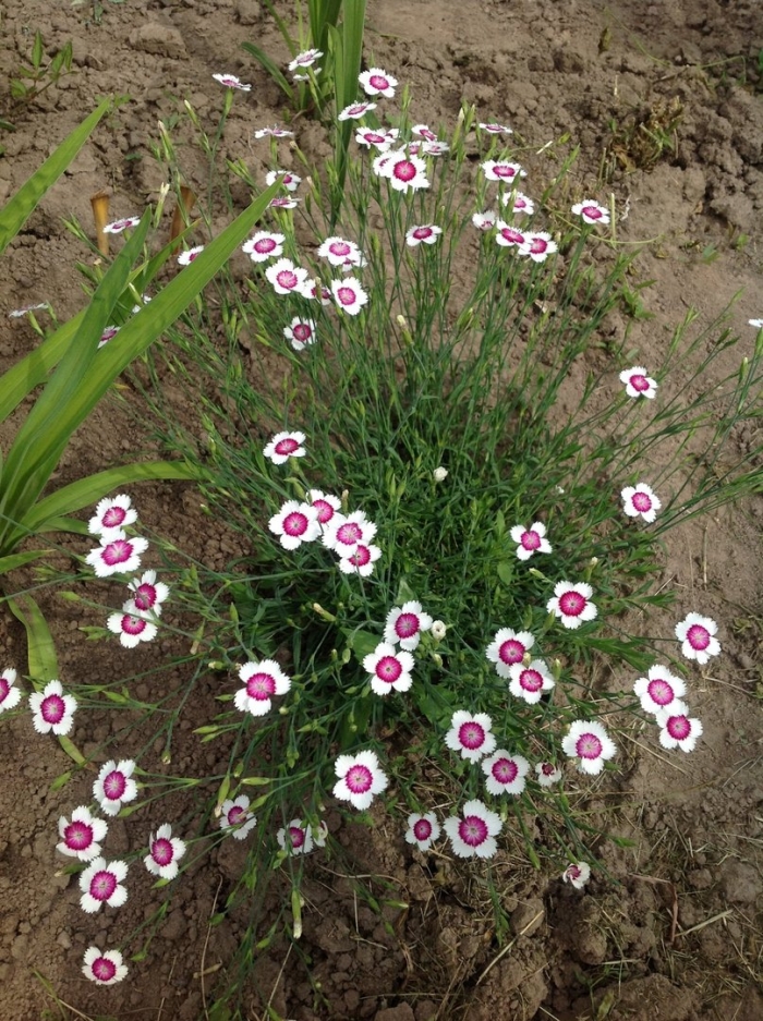 Гвоздика травянка арктик файер