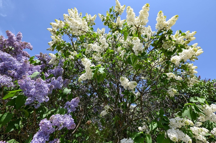 Сирень персидская альба