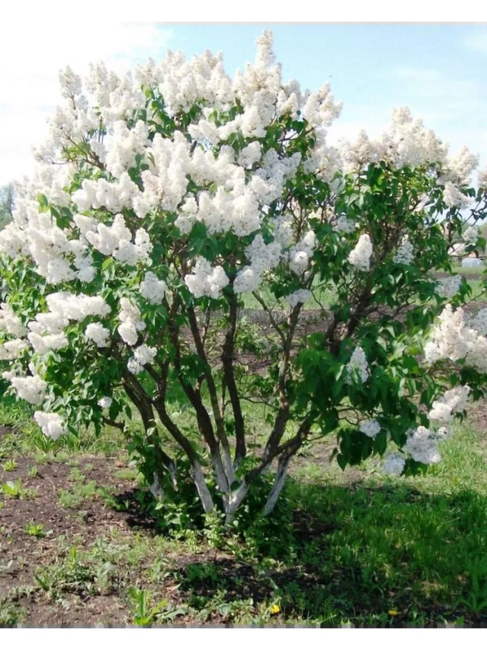 Сирень обыкновенная красавица москвы