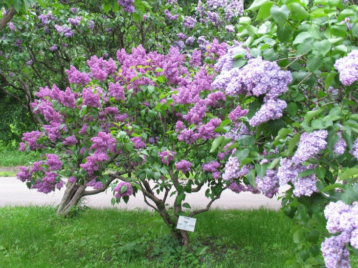 Сирень syringa vulgaris