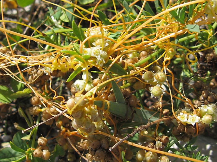 Повелика или повилика сорняк