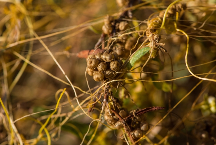 Повилика люцерновая