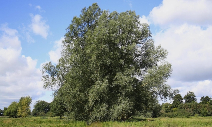 Тополь populus alba