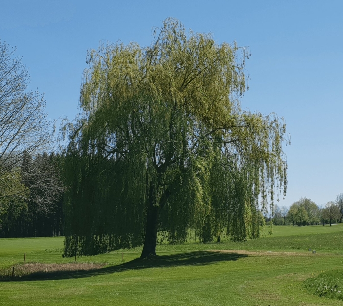 Weeping willow tree
