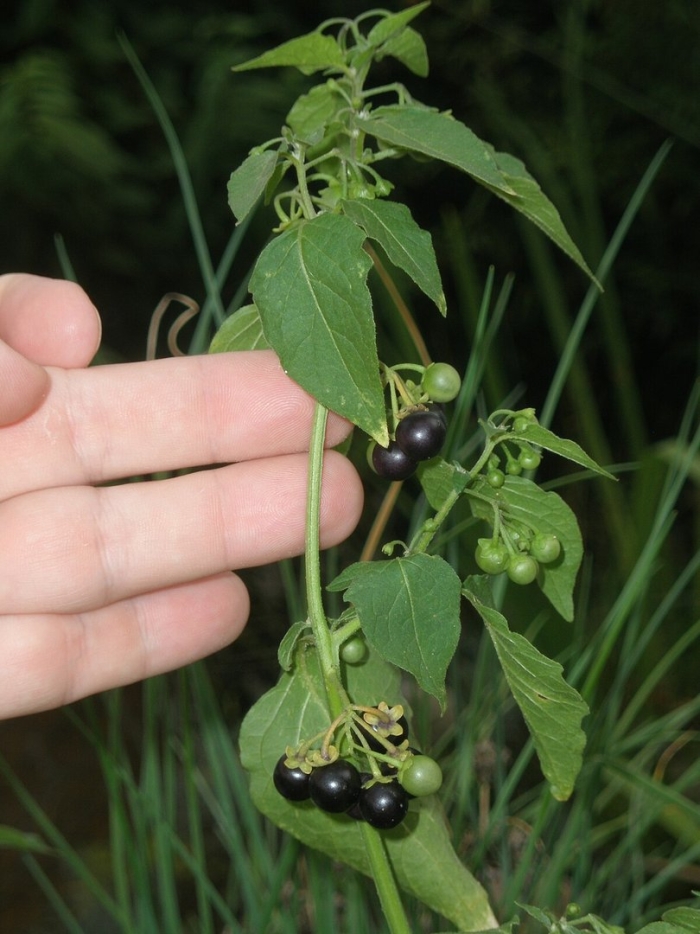 Паслён чёрный (solanum nigrum l.)
