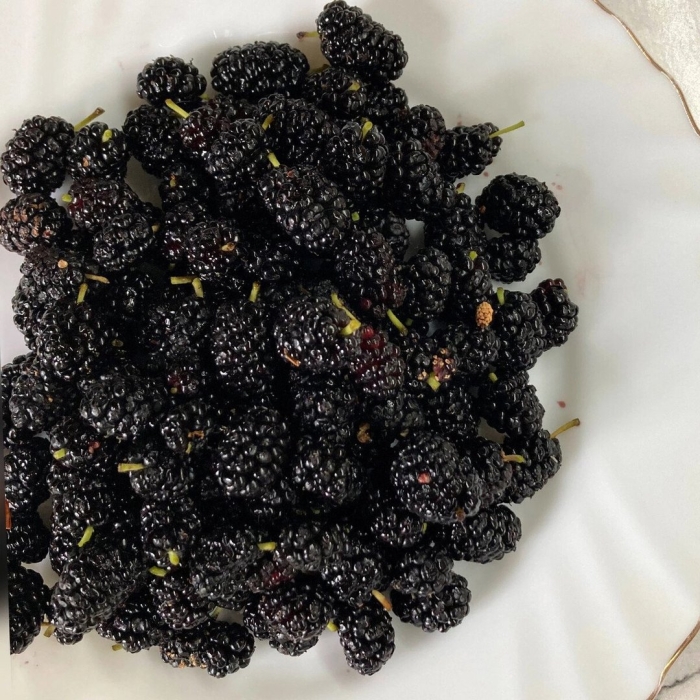 Тутовник шелковица