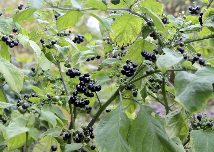 Паслен черный