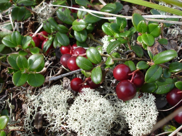 Брусника кустарничек