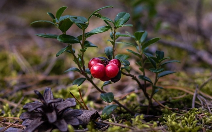 Ягода брусника