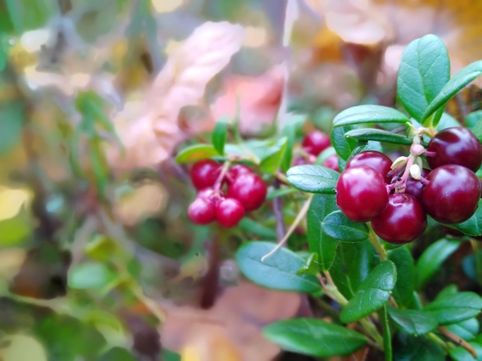 Брусника костяника ягода